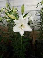 [5326 Premium Blond VWS No02.JPG]